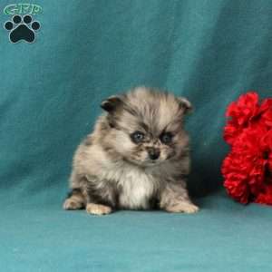 Quinn, Pomeranian Puppy